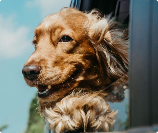 Pet 1