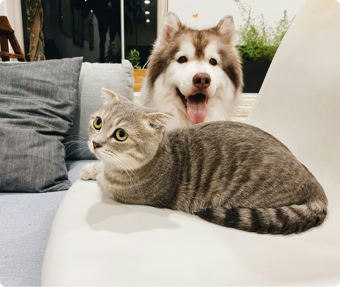 Pet 4
